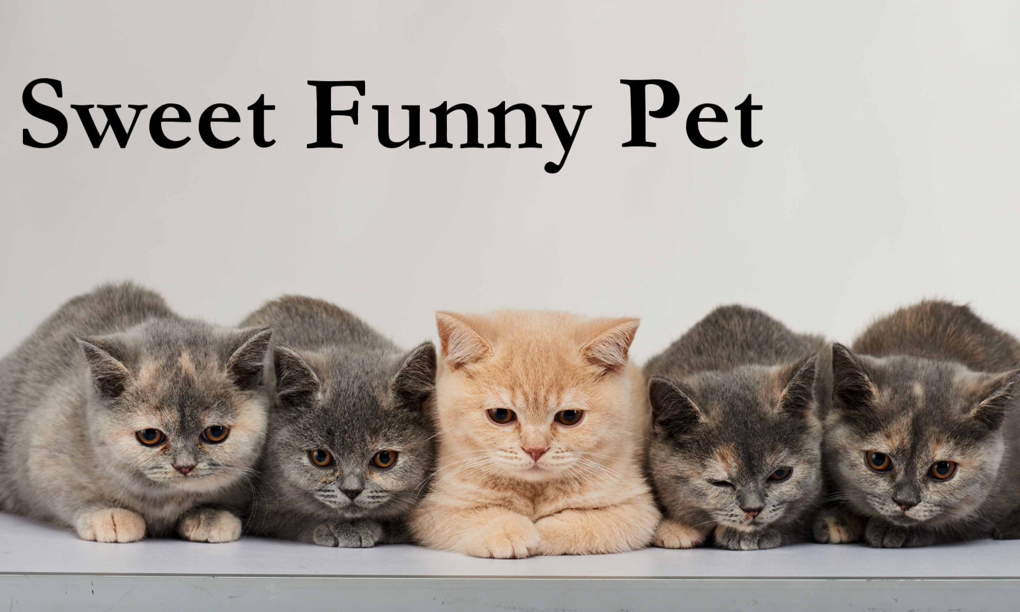 Sweet Funny Pet